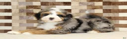 Mini Bernedoodle dogs for sale: Charlie - Ad 2