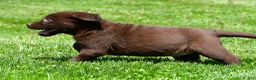 Labrador Retriever dogs for sale: Travis - Ad 9