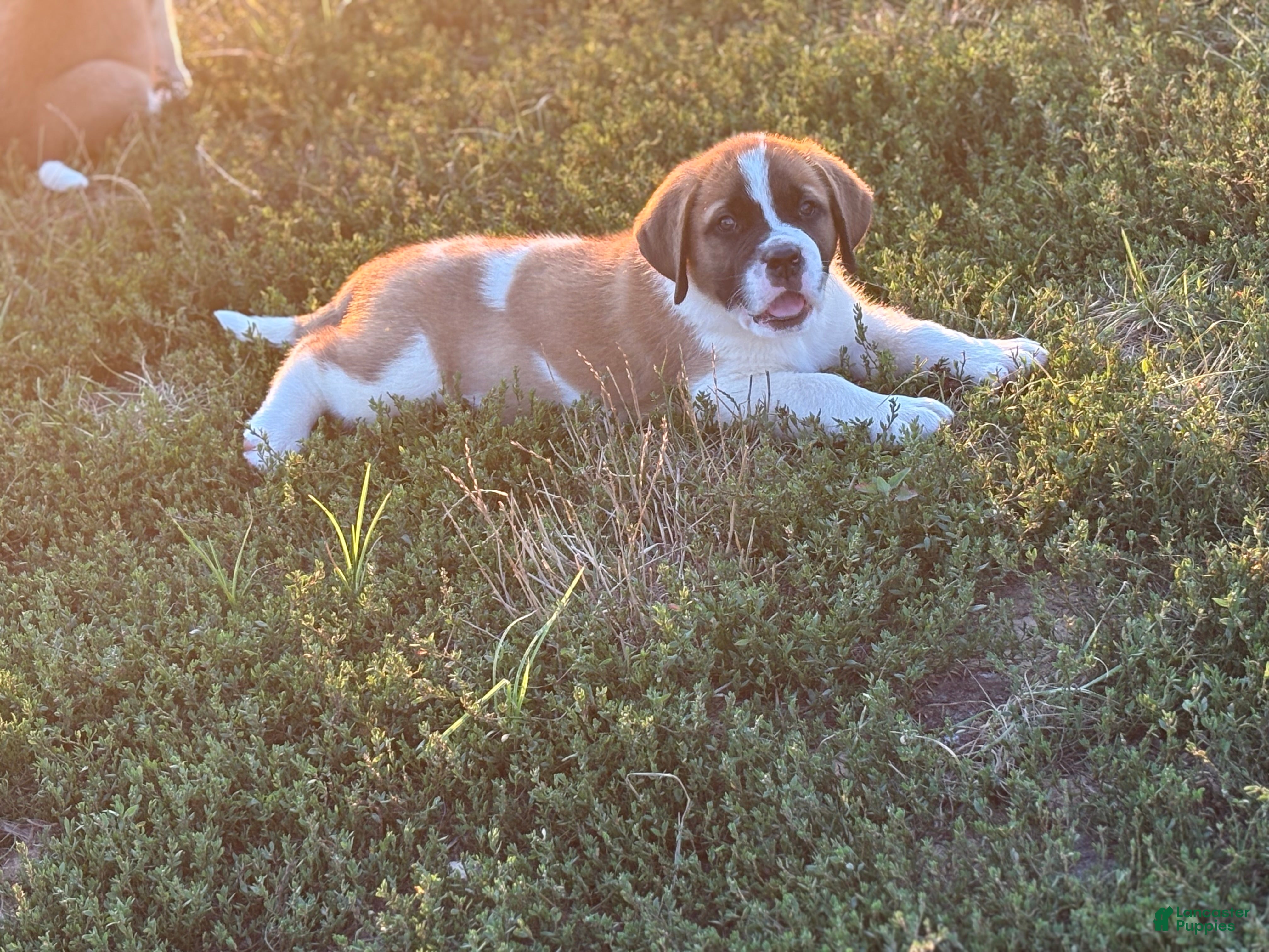 Saint Bernard dogs Tracker - Ad 1