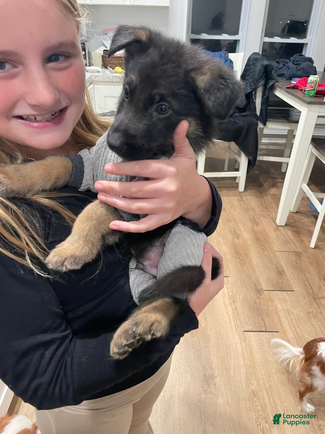 German Shepherd dogs for sale: Sugar/purple collar - Ad 26