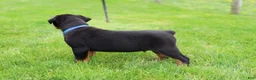 Rottweiler dogs for sale: Knox - Ad 5