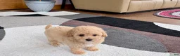 Mixed Breed dogs for sale: Mixed Breed 2 - Ad 11