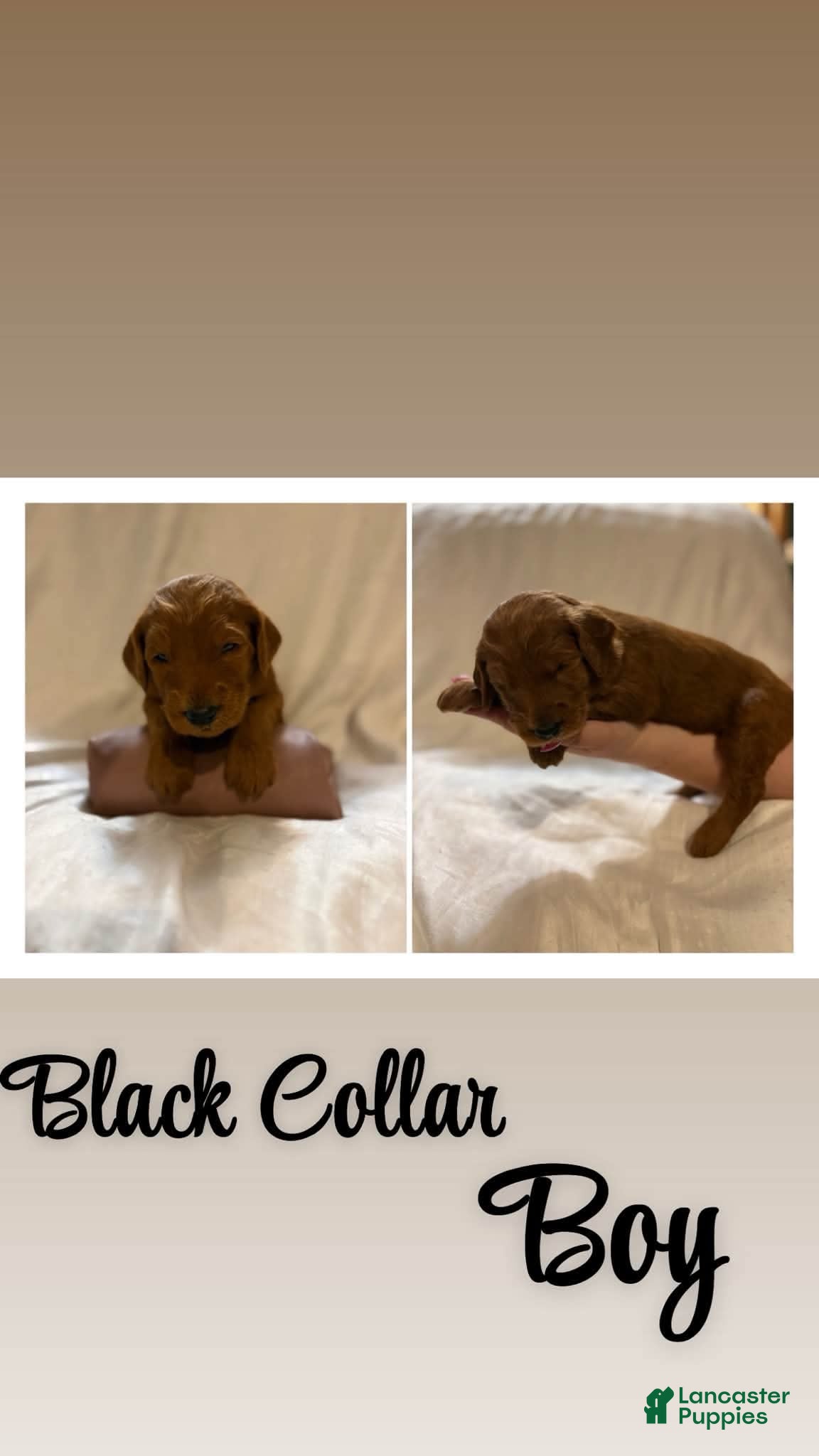 Goldendoodle dogs Goldendoodle 3 - Ad 1
