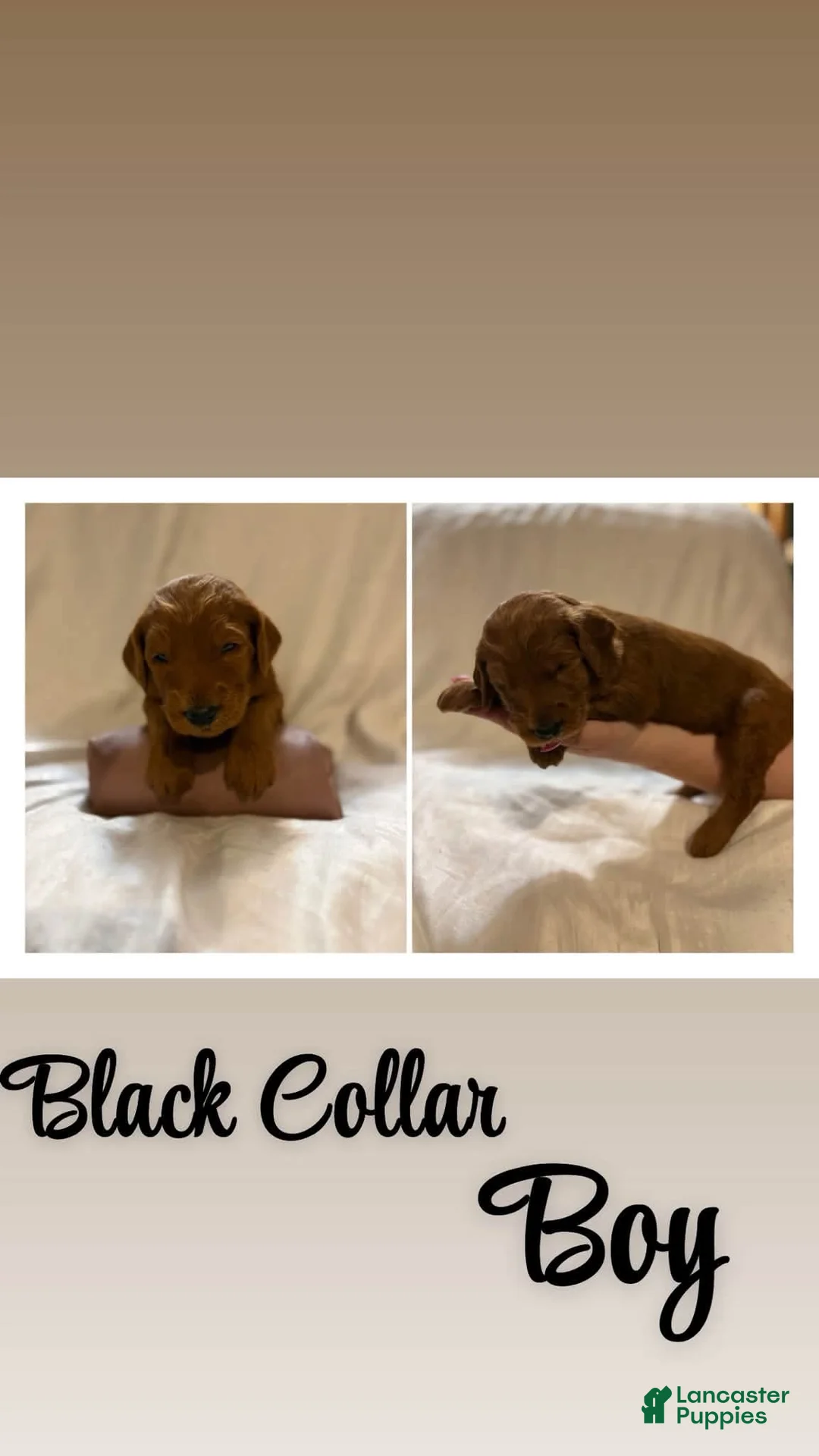 Goldendoodle dogs for sale: Goldendoodle 3 - Ad 1