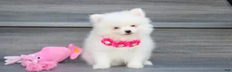 Pomeranian dogs for sale: Bianca  - Ad 11