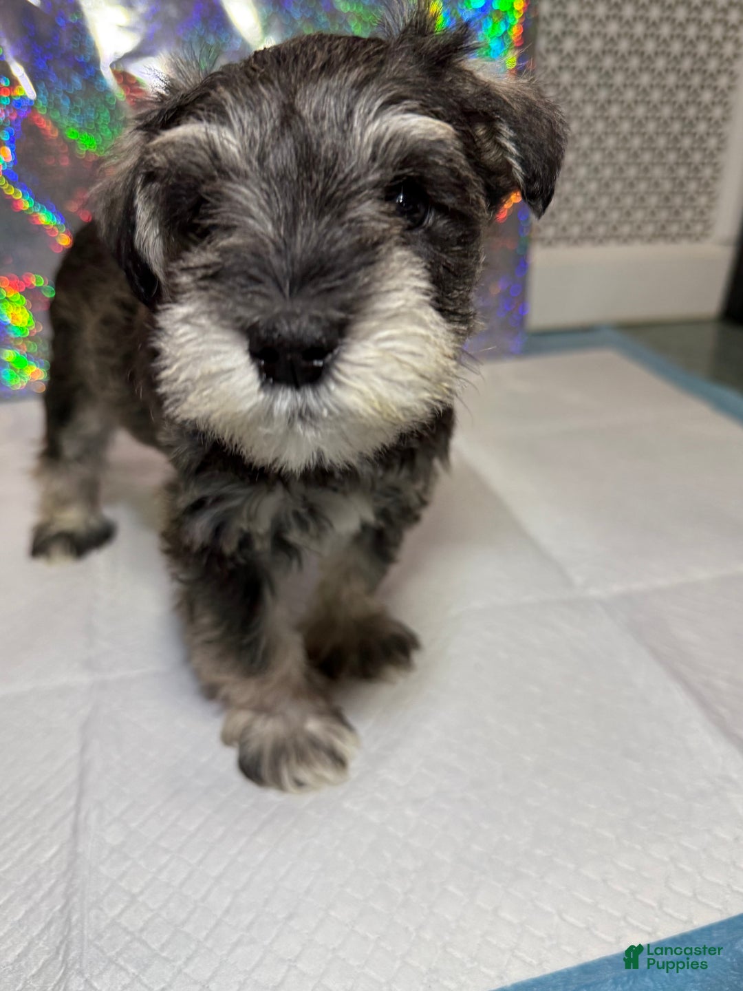 Miniature Schnauzer dogs for sale: Miniature Schnauzer Puppy 1 - Ad 1
