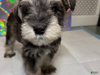 Miniature Schnauzer dogs Miniature Schnauzer Puppy 1 - Ad 40
