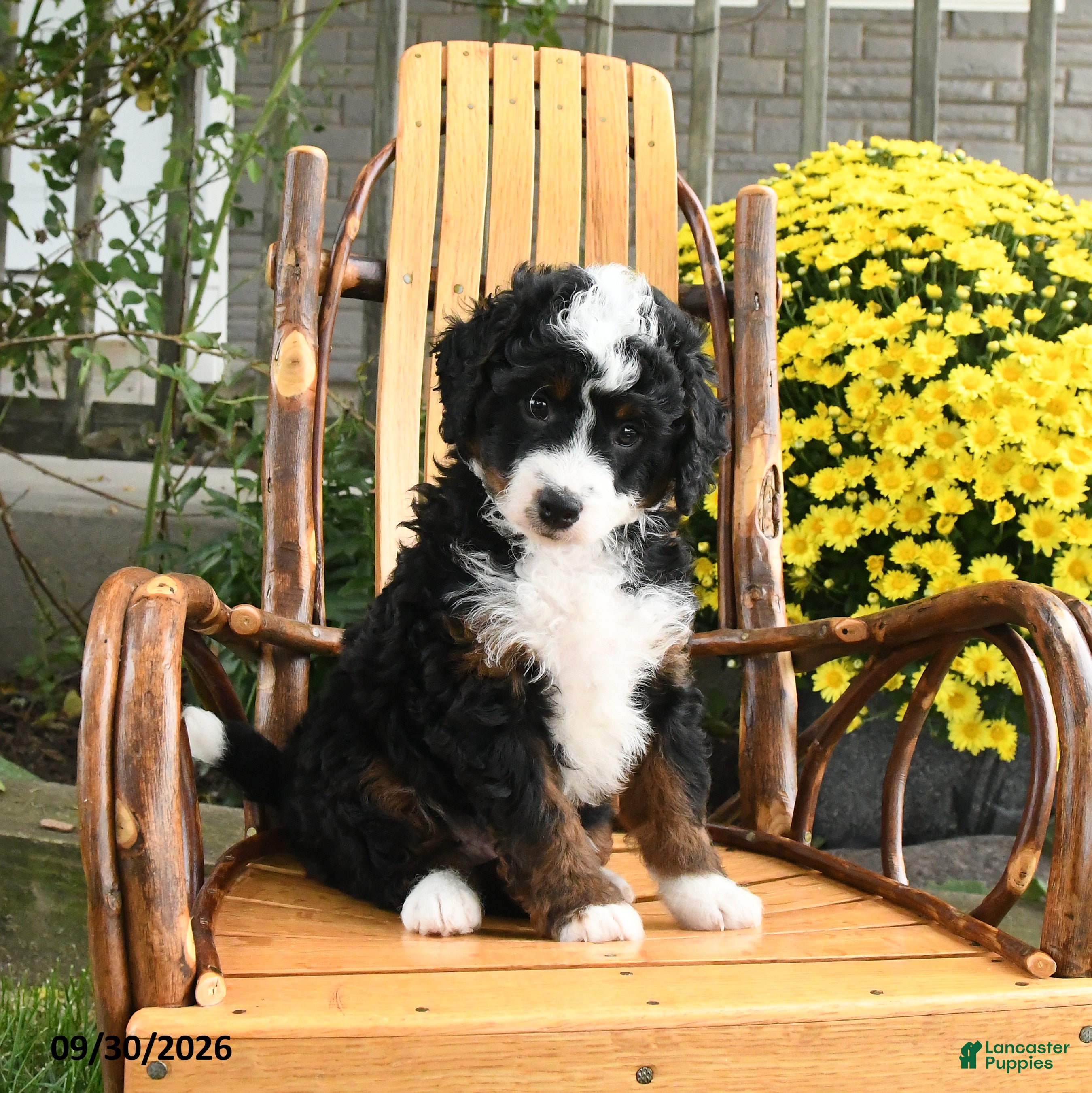 Mini Bernedoodle dogs Benji - Ad 2