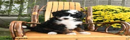 Mini Bernedoodle dogs for sale: Benji - Ad 2