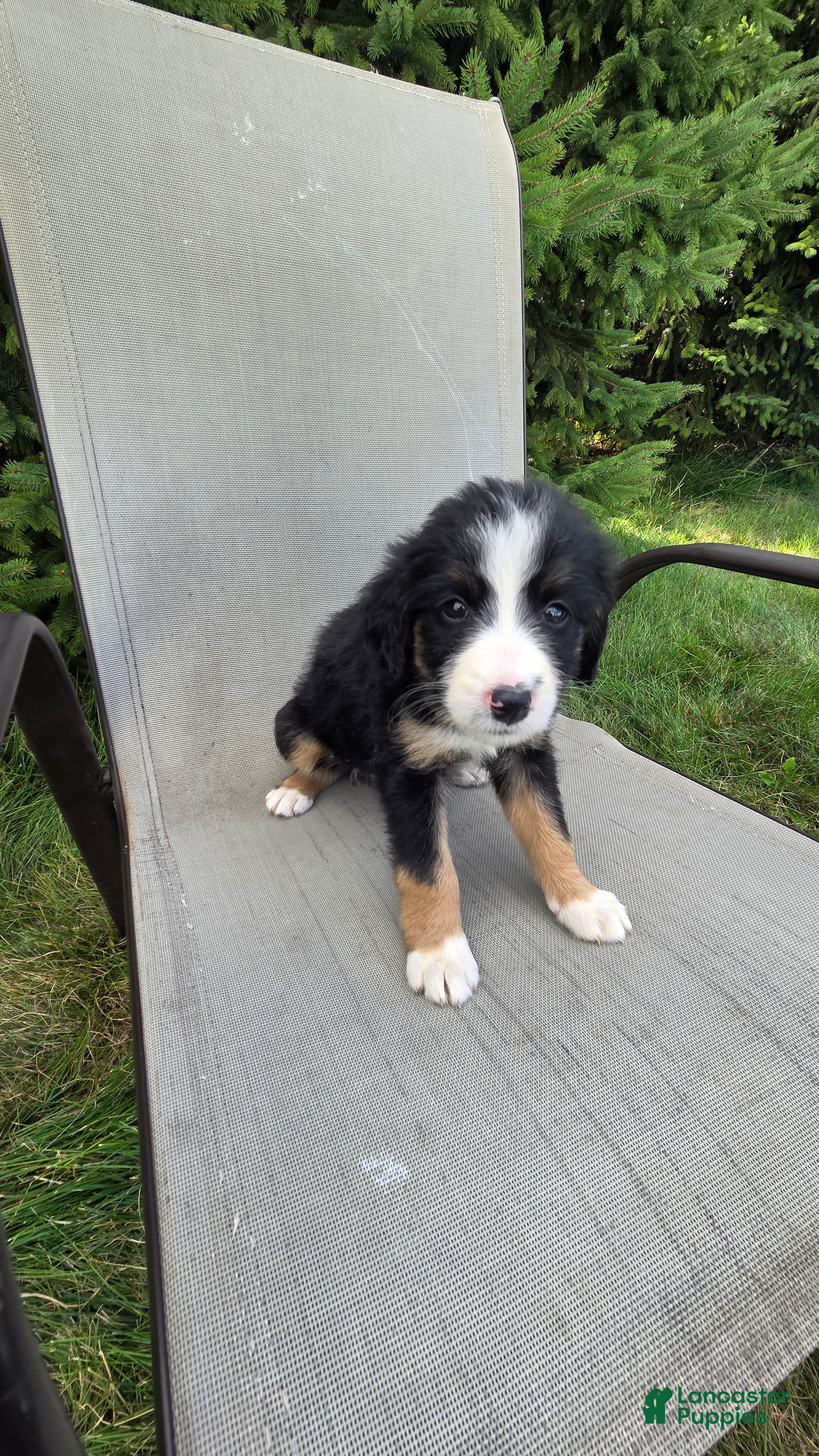 Bernedoodle dogs Bernedoodle Gold - Ad 1