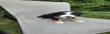 Bernedoodle Gold