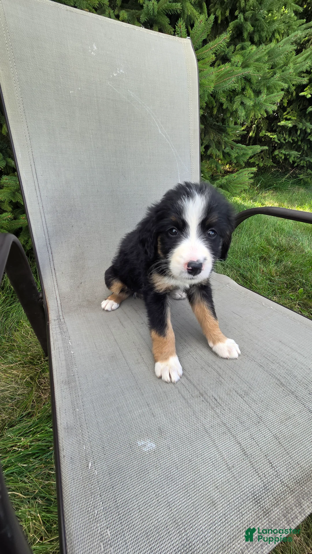 Bernedoodle dogs for sale: Bernedoodle Gold - Ad 1