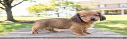 Miniature Dachshund dogs for sale: Peanut - Ad 9