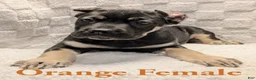 Cane Corso dogs for sale: Orange  - Ad 5