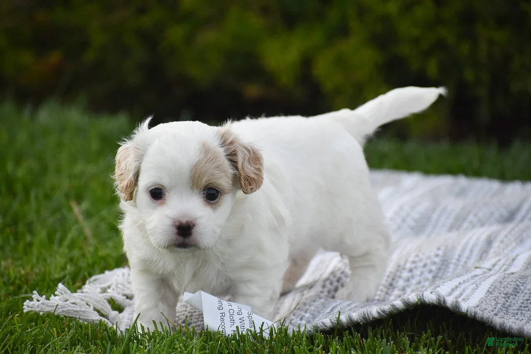 Mixed Breed dogs for sale: Mariah - Ad 13