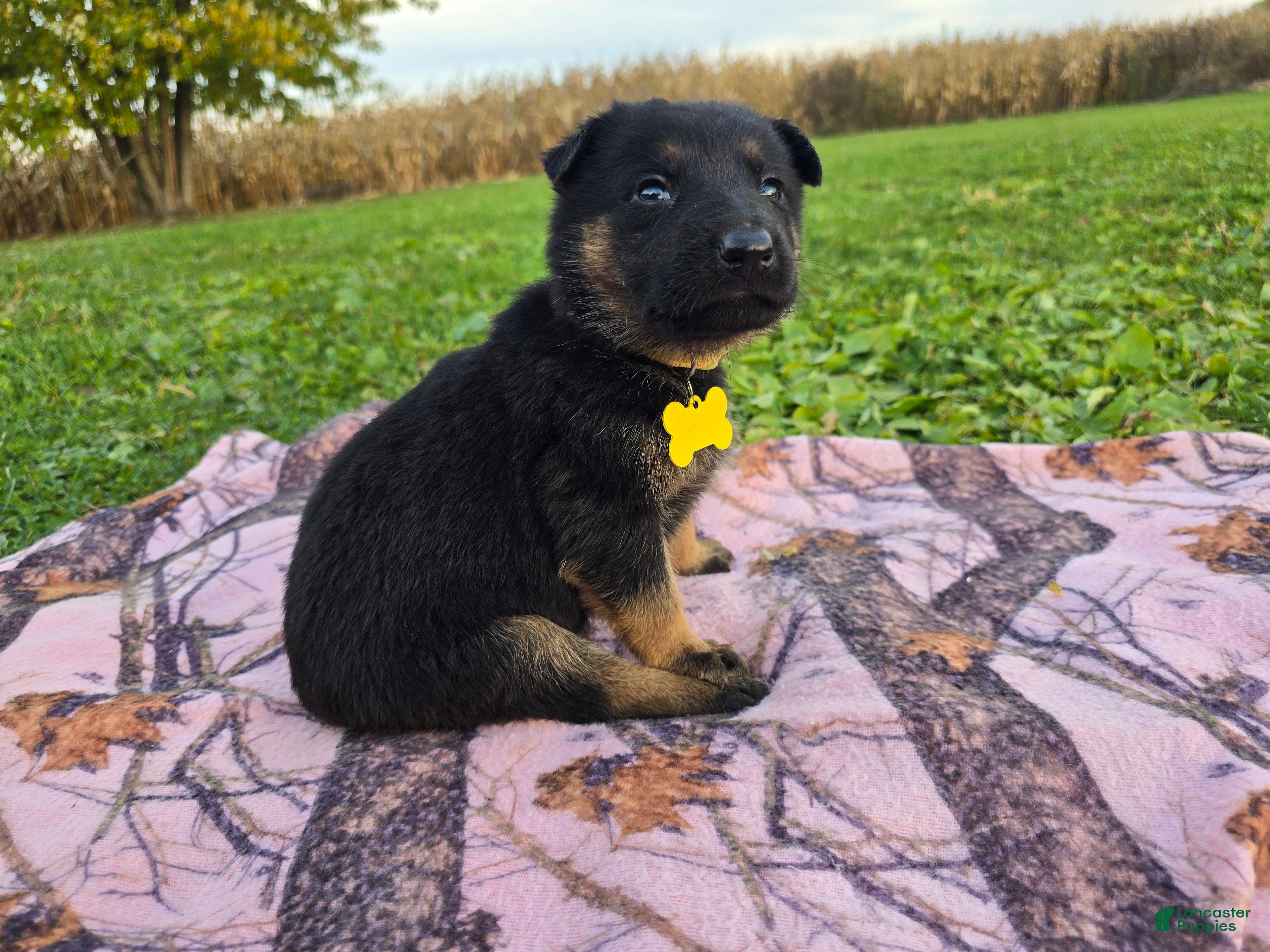German Shepherd dogs for sale: German Shepherd 5 - Ad 1