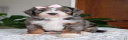 Mini Bernedoodle dogs for sale: Mini Indy - Ad 11