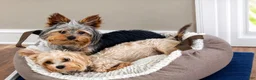 Yorkshire Terrier dogs for sale: Yorkie Boy- Chocolate  - Ad 9