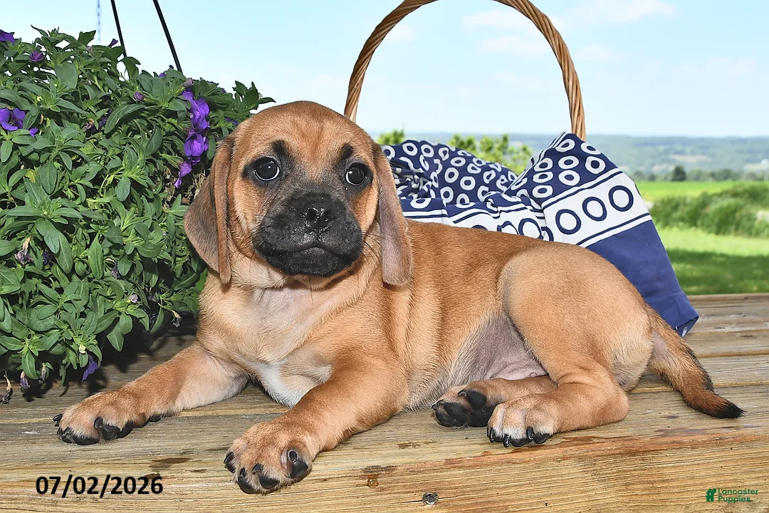 Puggle dogs for sale: Stardust    - Ad 2