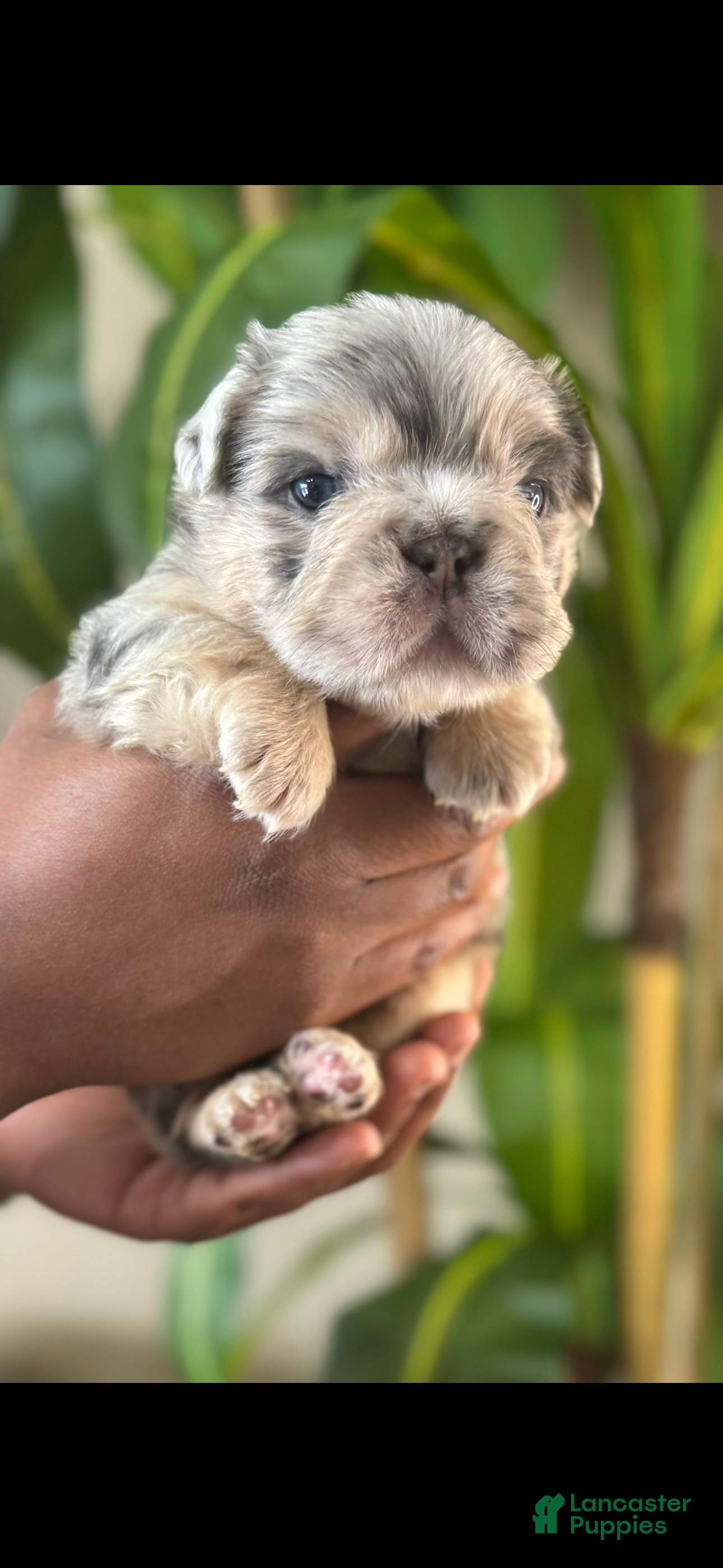 French Bulldog dogs for sale: Mr. Wiggles  - Ad 1