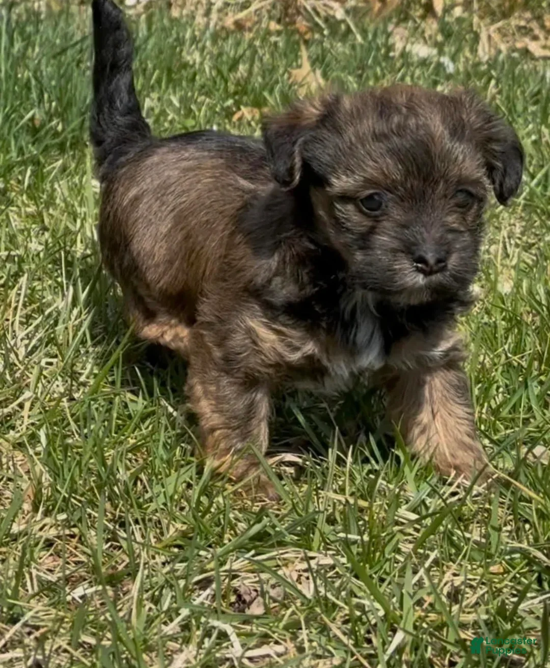Yorkiepoo dogs for sale: Storm  - Ad 2