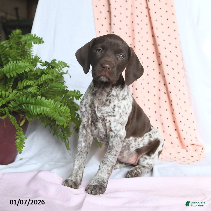 German Shorthaired Pointer dogs Annie - Ad 26