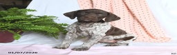 German Shorthaired Pointer dogs for sale: Annie - Ad 1