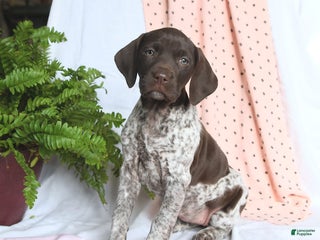 German Shorthaired Pointer dogs Annie - Ad 26