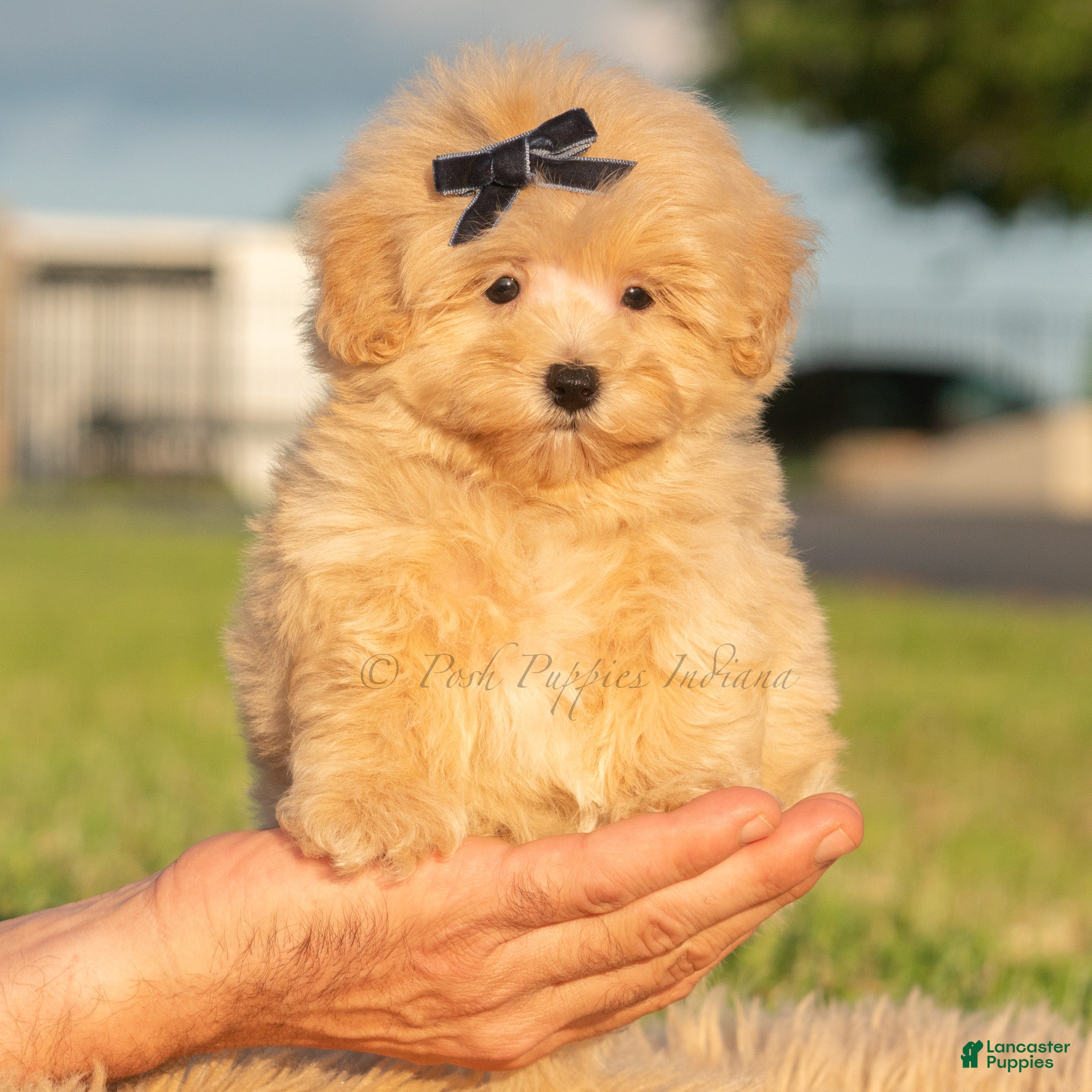 Maltipoo dogs Lyric - Ad 6
