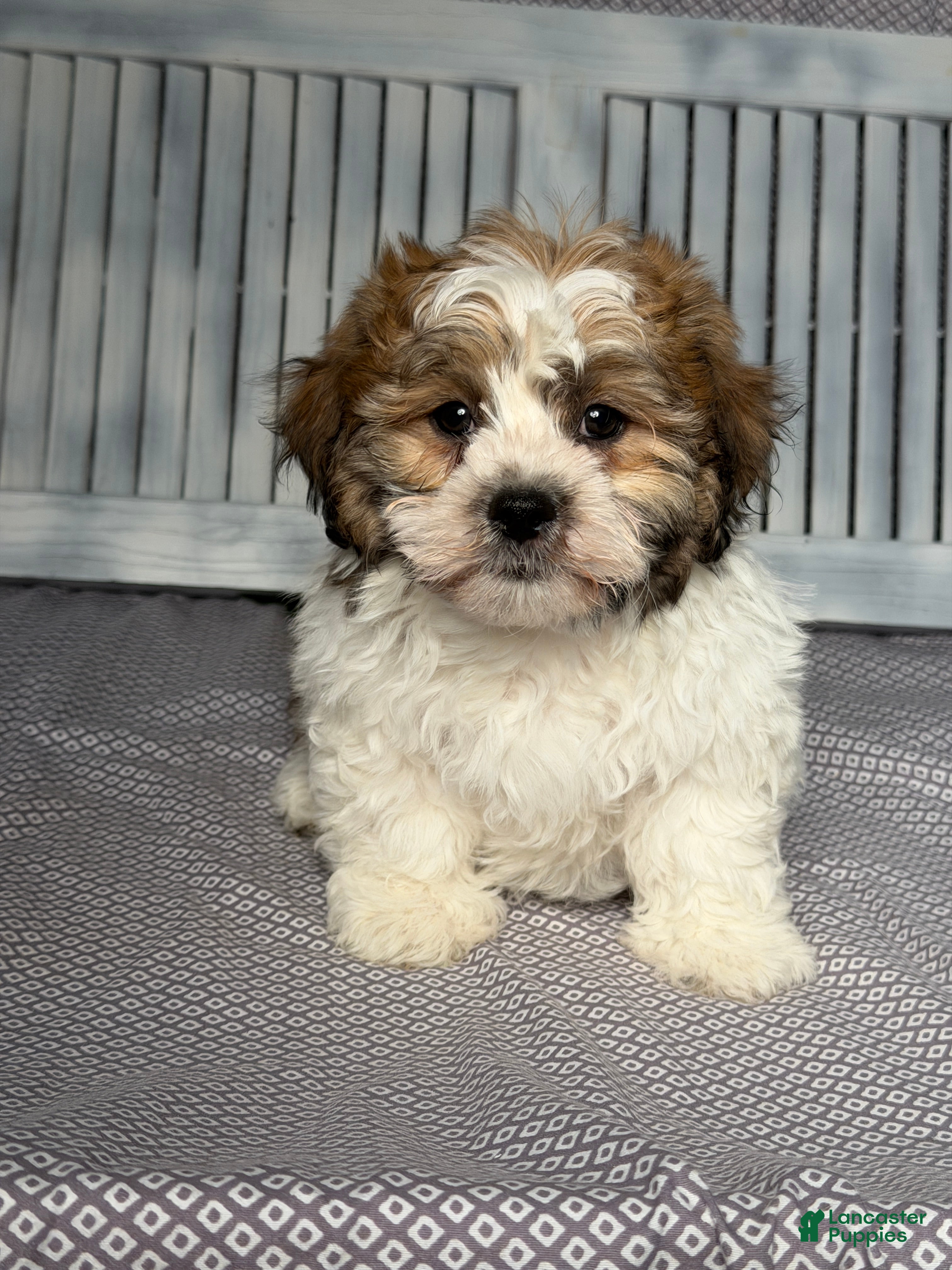 Teddy Bear dogs Nick - Ad 1