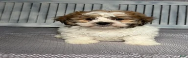 Nick