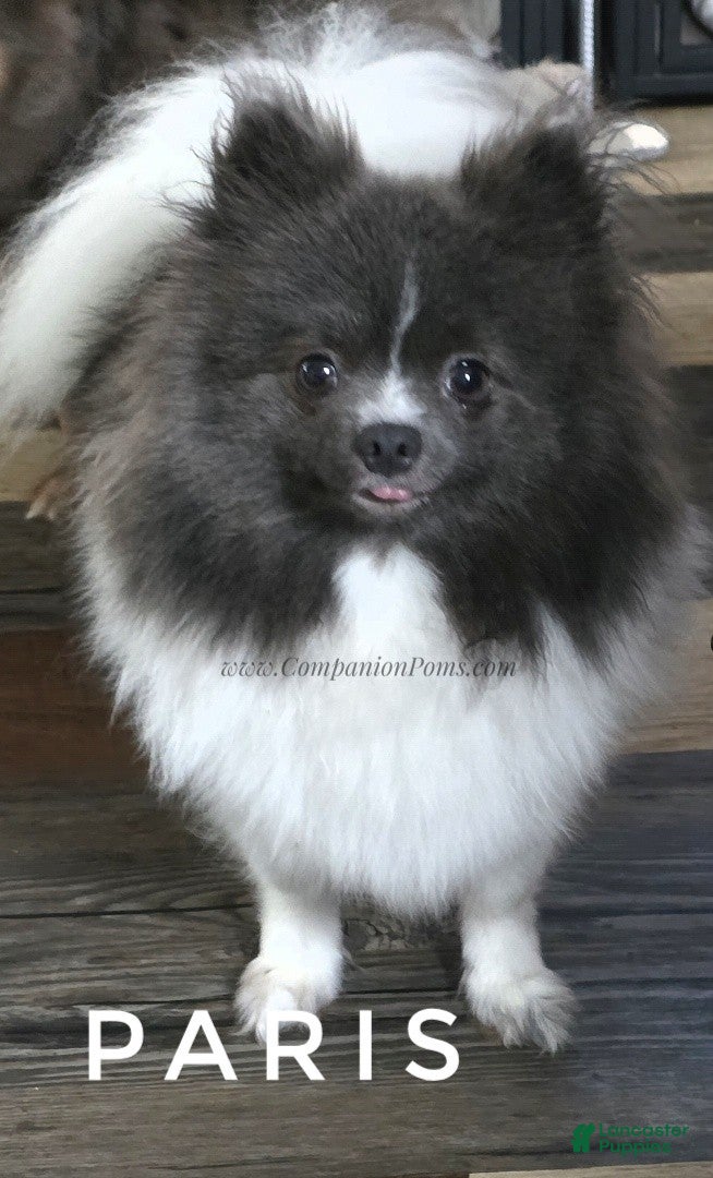 Pomeranian dogs Paris - Blue White Parti - Young Adult - Ad 1