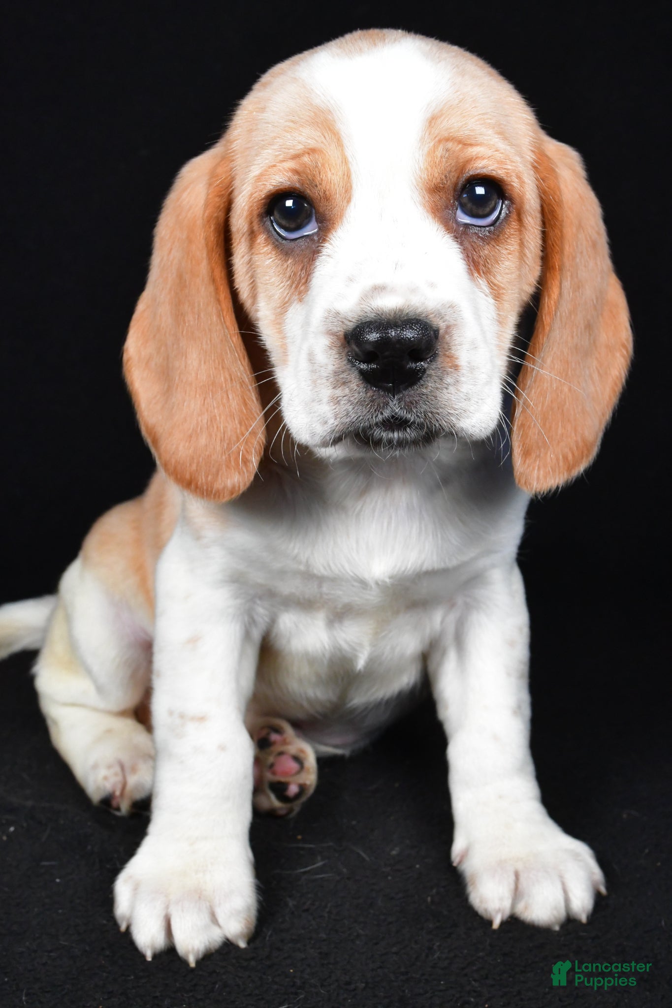 Beagle dogs Brandon - Ad 1