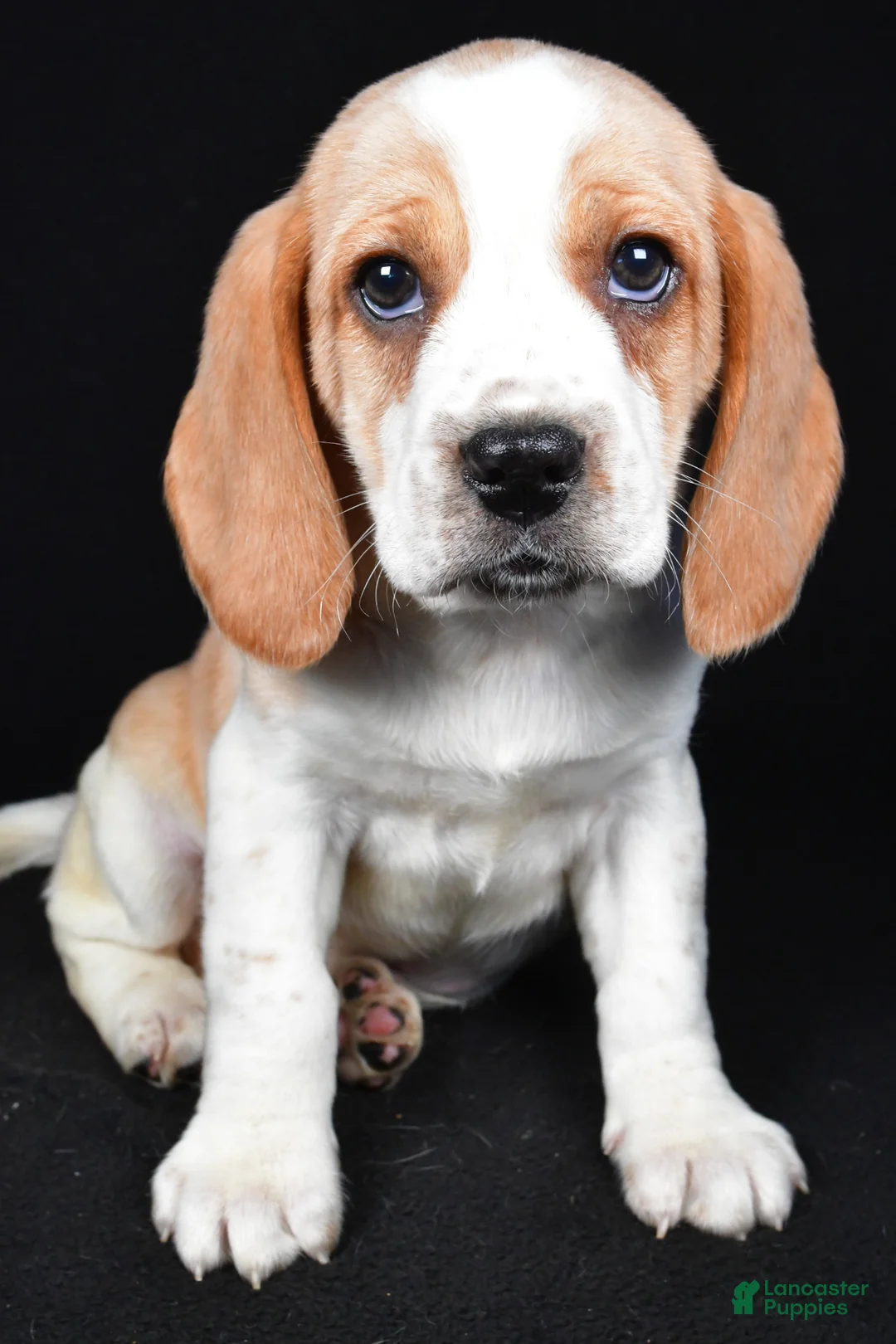 Beagle dogs for sale: Brandon - Ad 1