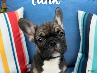 French Bulldog dogs - Ad 23