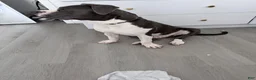American Pit Bull Terrier dogs for sale: American Pit Bull Terrier 1 - Ad 3