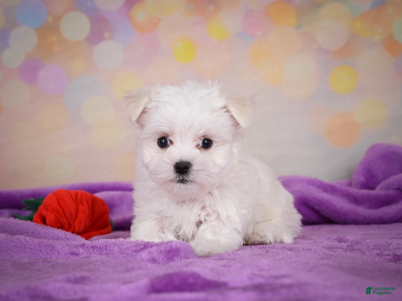Maltese dogs for sale: Wiston - Ad 2