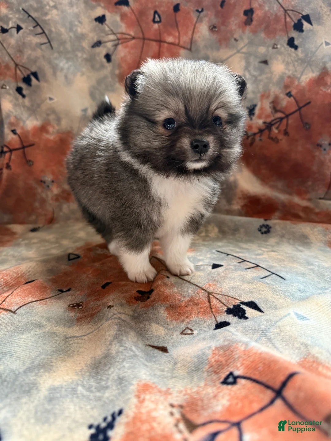 Pomeranian dogs for sale: Lynn - Ad 5