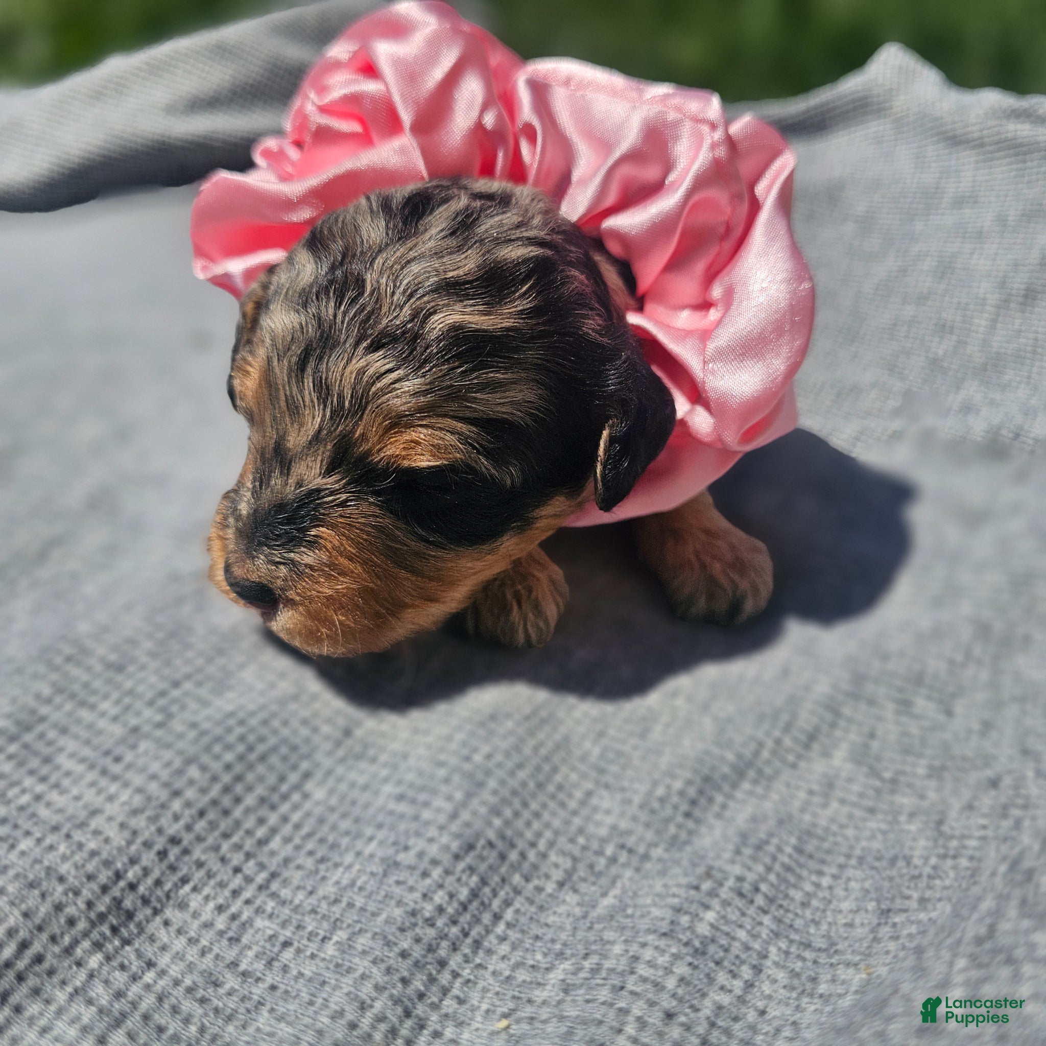 Cavapoo dogs Starlet - Ad 38