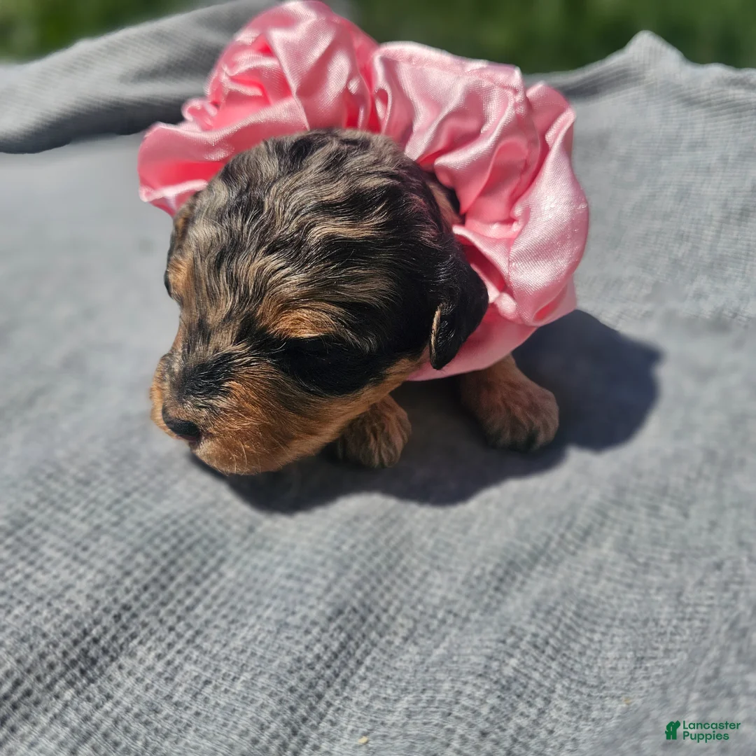 Cavapoo dogs for sale: Starlet - Ad 1