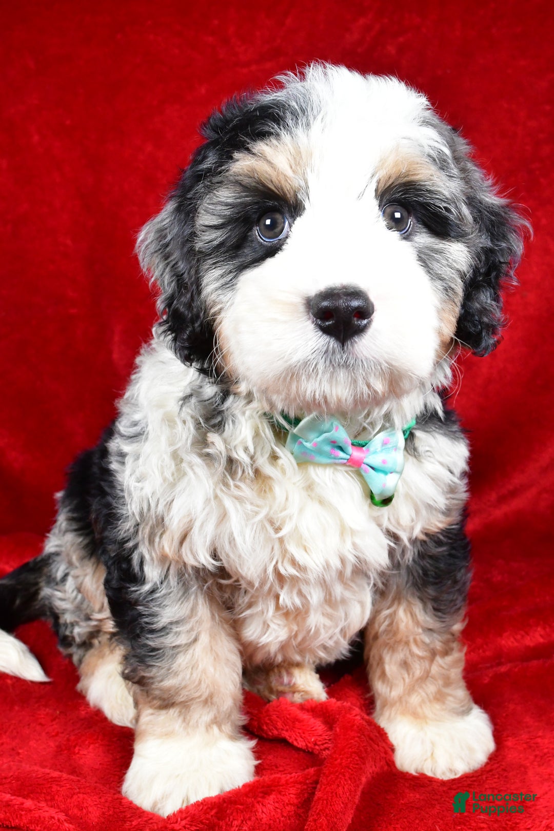 Mixed Breed dogs for sale: Chester - Ad 6