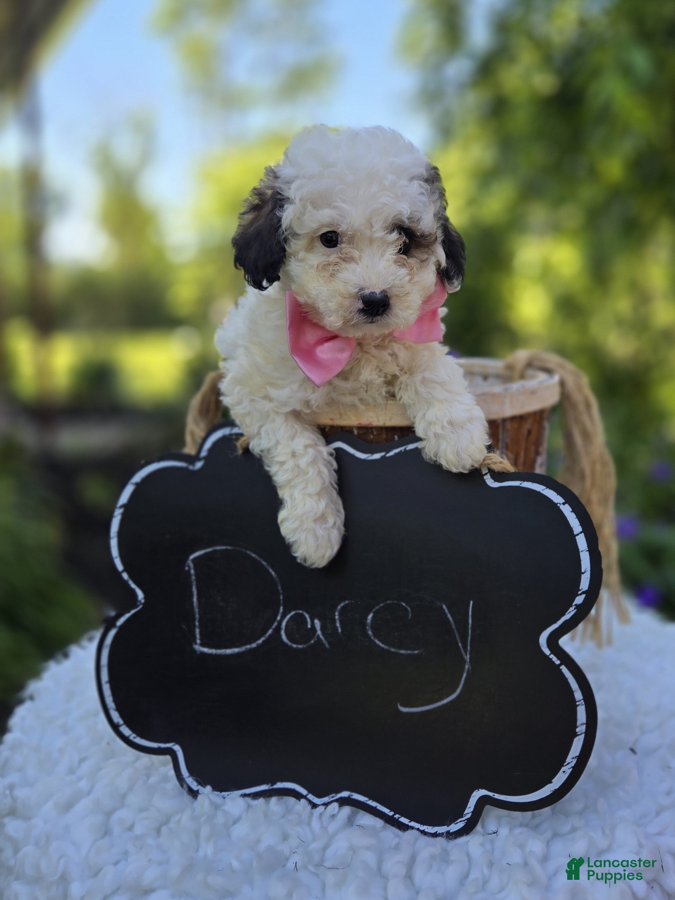 Miniature Poodle dogs Darcy - Ad 2