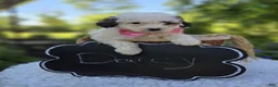 Miniature Poodle dogs for sale: Darcy - Ad 2