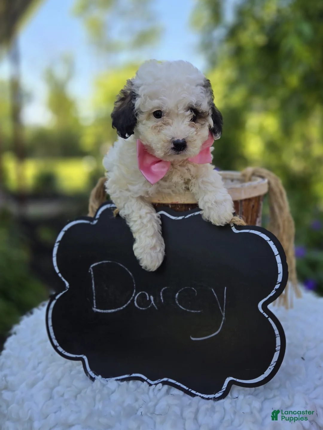 Miniature Poodle dogs for sale: Darcy - Ad 2