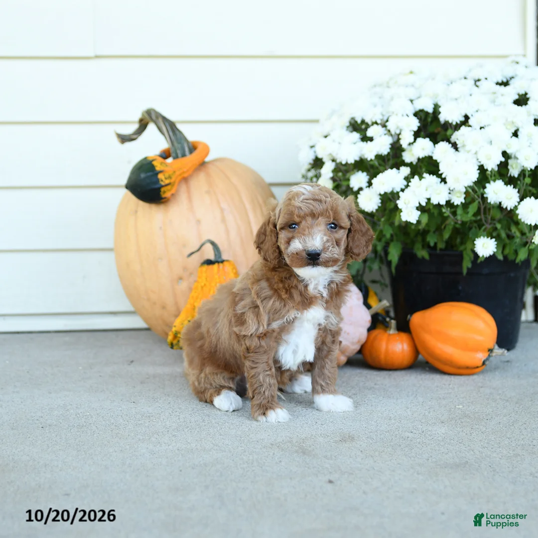 Mini Goldendoodle dogs for sale: Luxenbourg - Ad 5