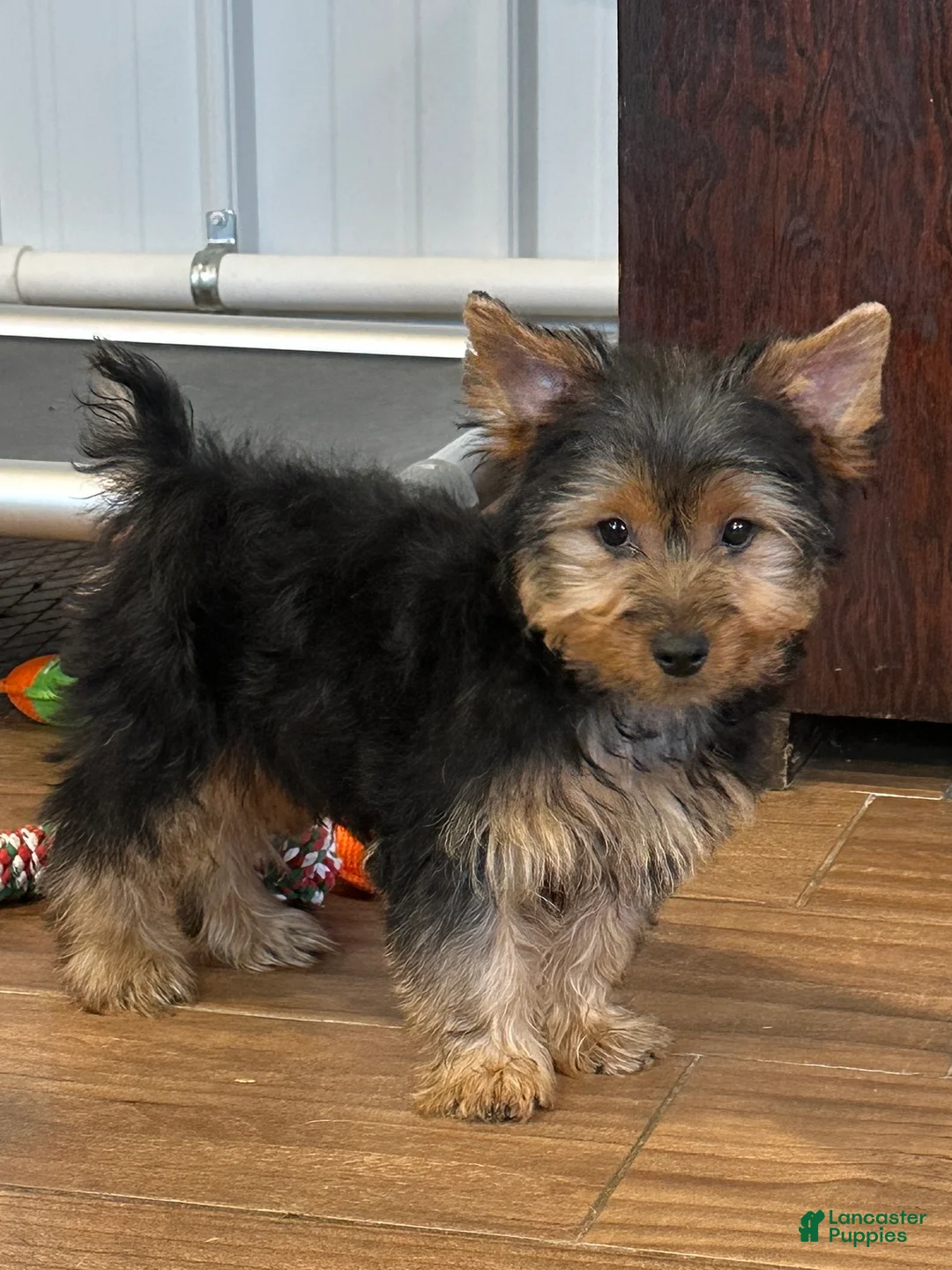 Yorkshire Terrier dogs for sale: Leo - Ad 1