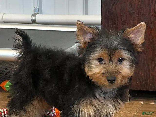 Yorkshire Terrier dogs for sale: Leo - Ad 1