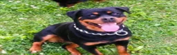 Rottweiler dogs for sale: Rottweiler 1 - Ad 24