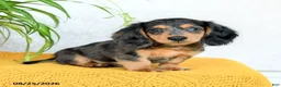 Miniature Dachshund dogs for sale: Callan - Ad 5