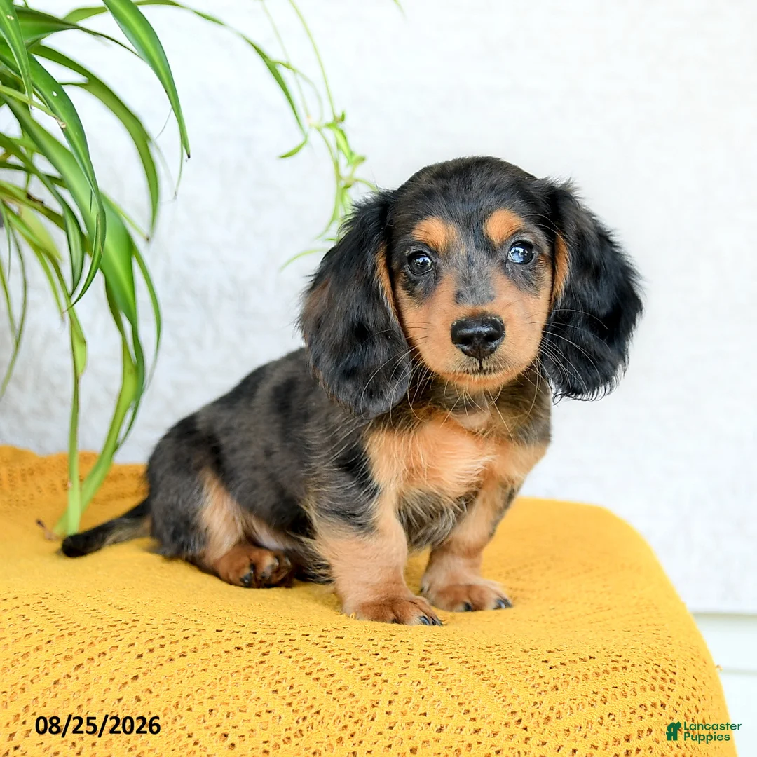Miniature Dachshund dogs for sale: Callan - Ad 5